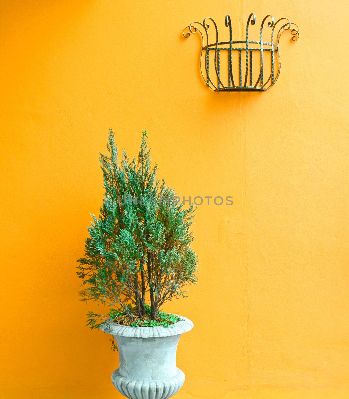 green plants on vintage vase with orange wall  by nuchylee