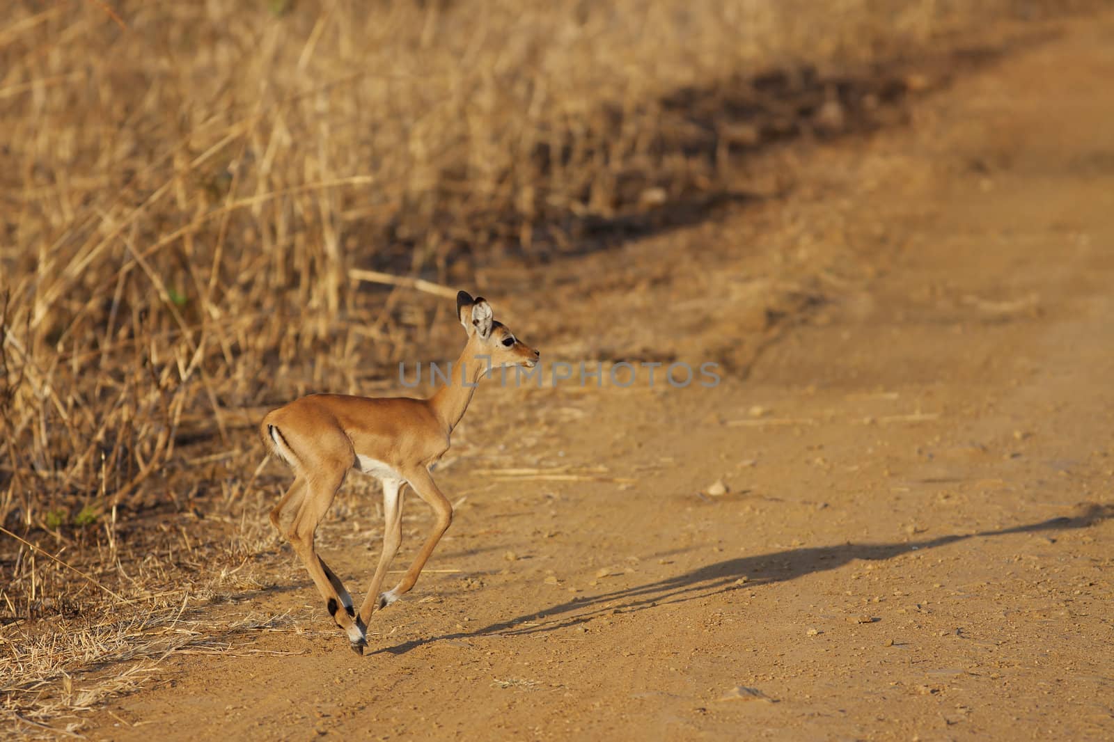 Wild Impala in the African savannah, Tanzania