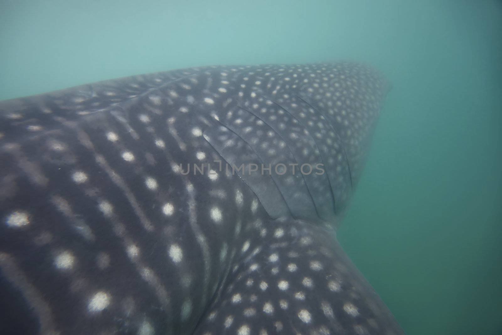 Whale Shark in low visibility water full of plankton