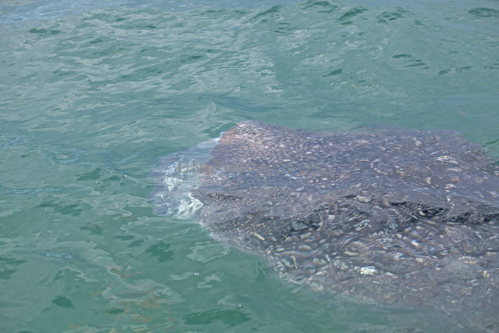 Whale Shark in low visibility water full of plankton