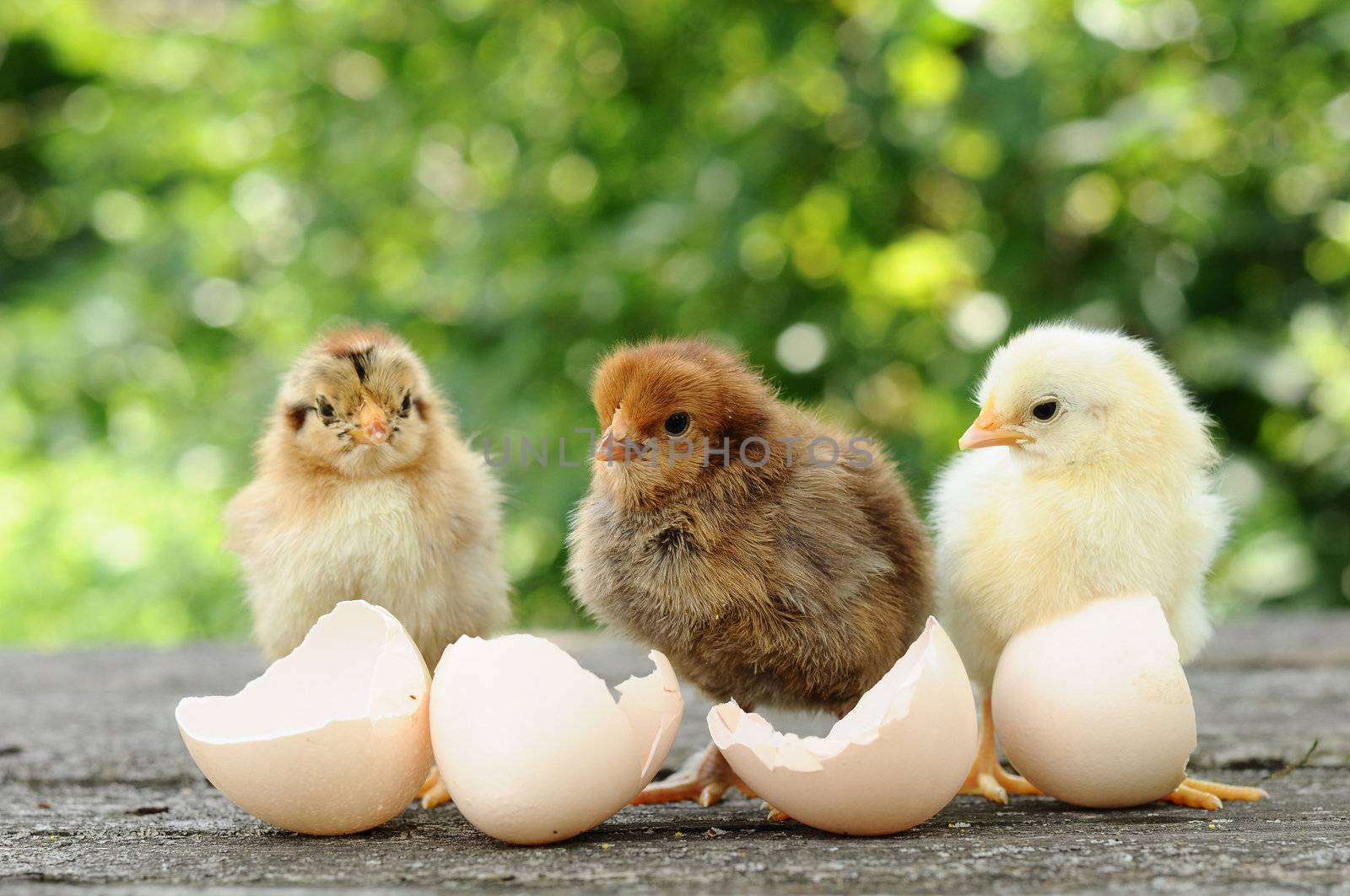 Small chicks and egg shells by olgavolodina