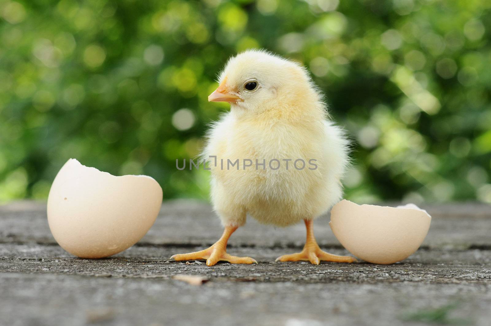 Small chicks and egg shells by olgavolodina