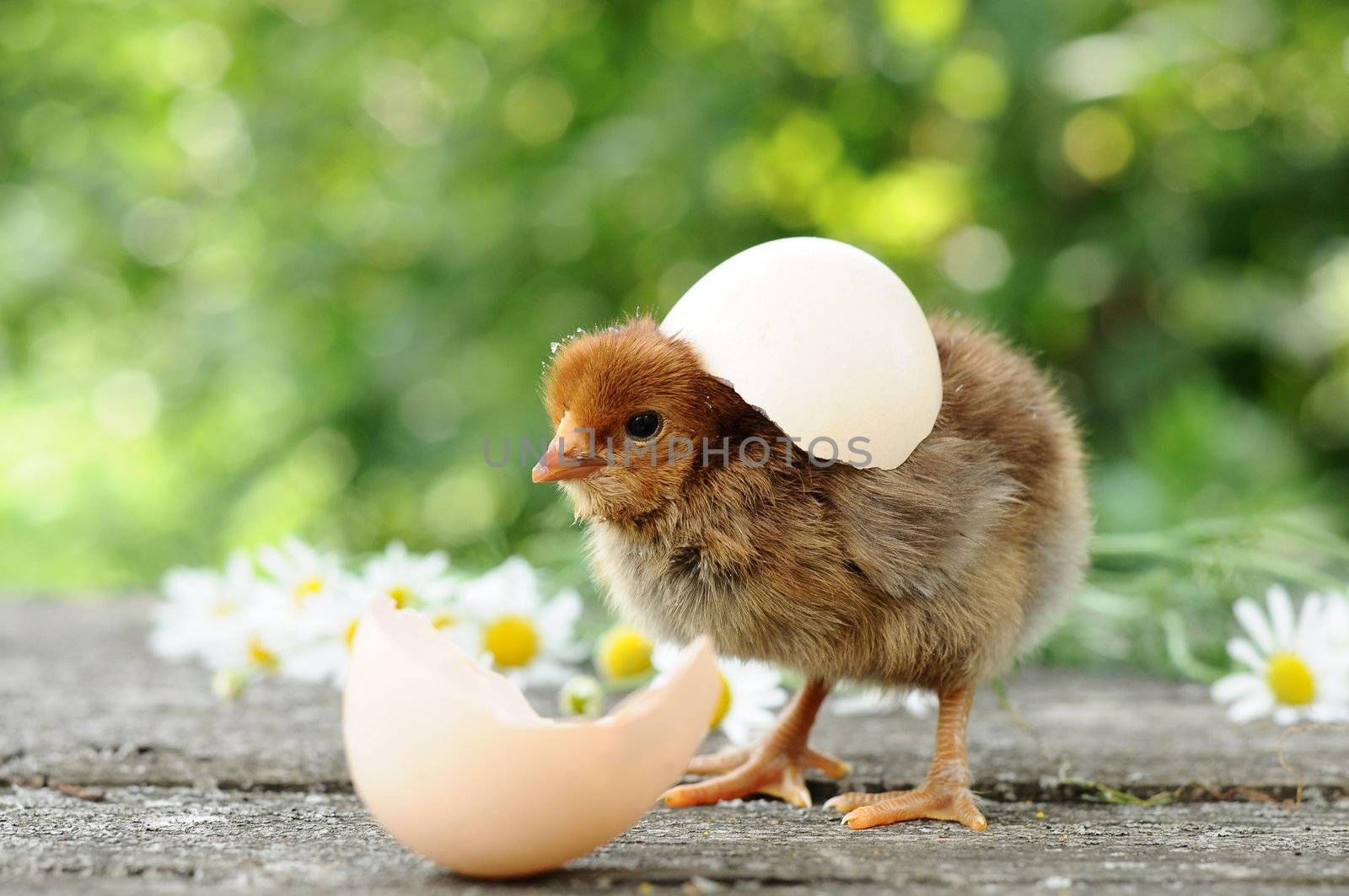 Small chicks and egg shells by olgavolodina