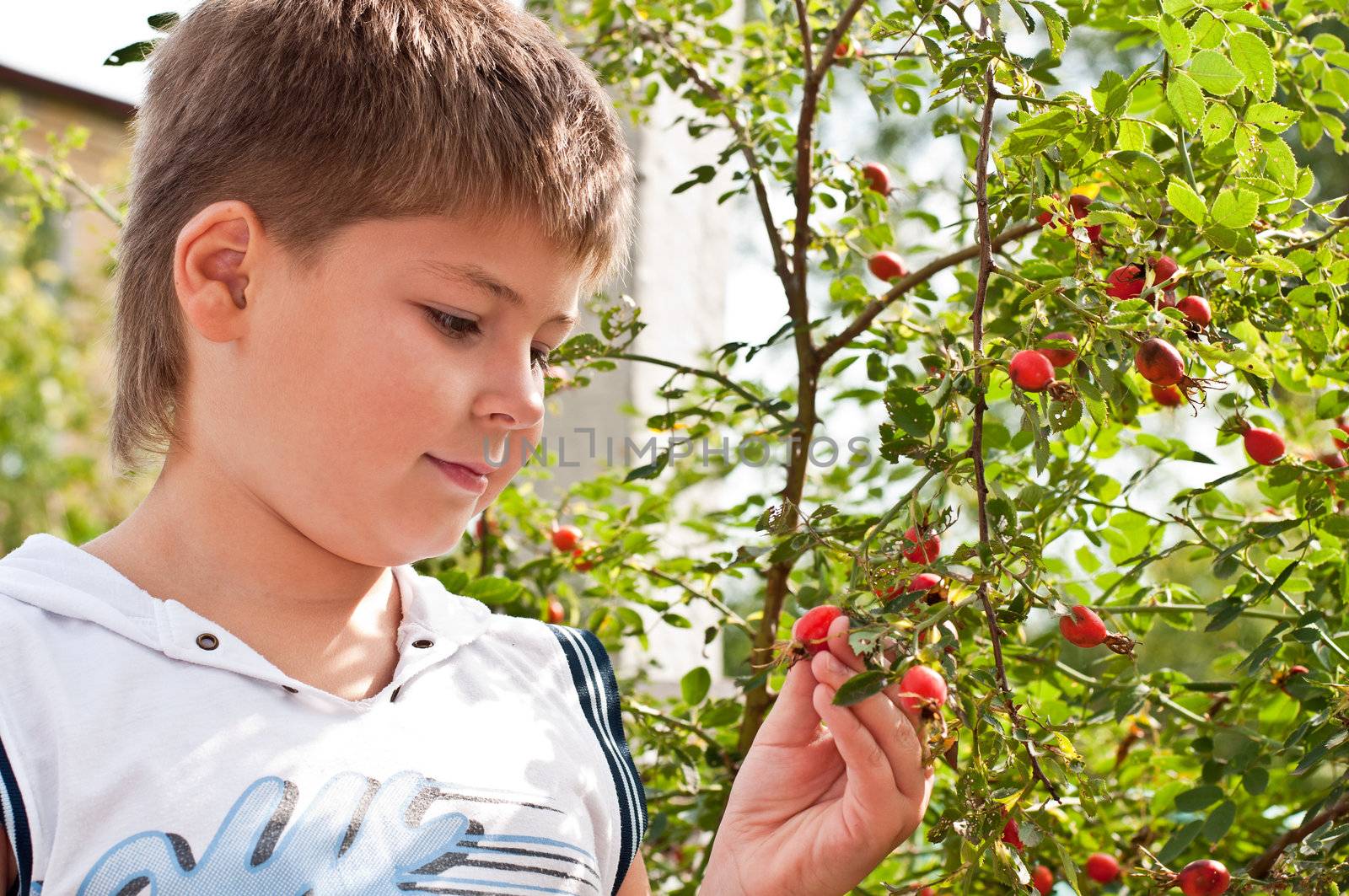 A boy of about rosehip with ripe fruits by olgavolodina