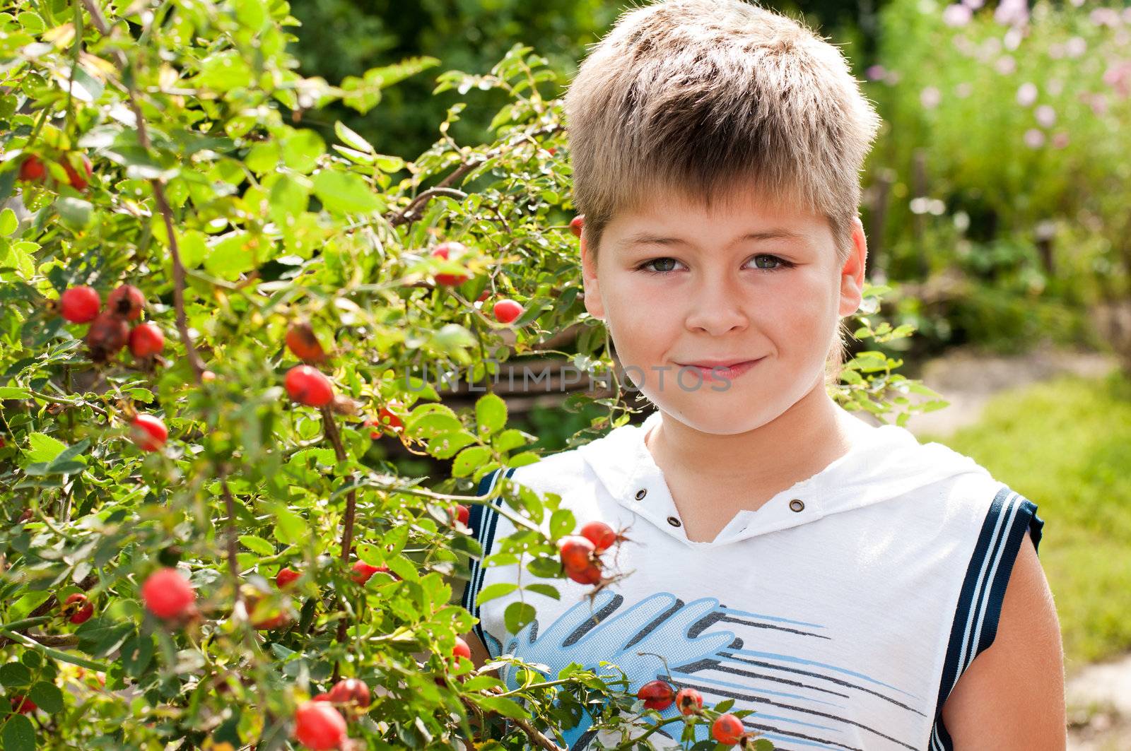 A boy of about rosehip with ripe fruits