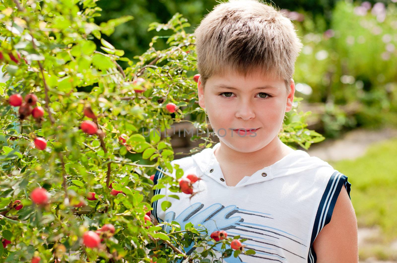 A boy of about rosehip with ripe fruits