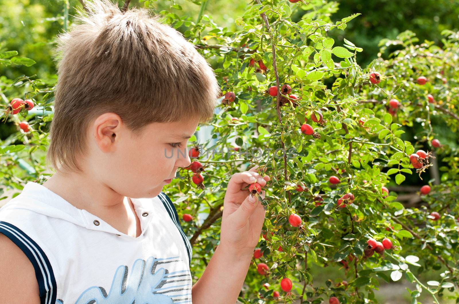 A boy of about rosehip with ripe fruits by olgavolodina