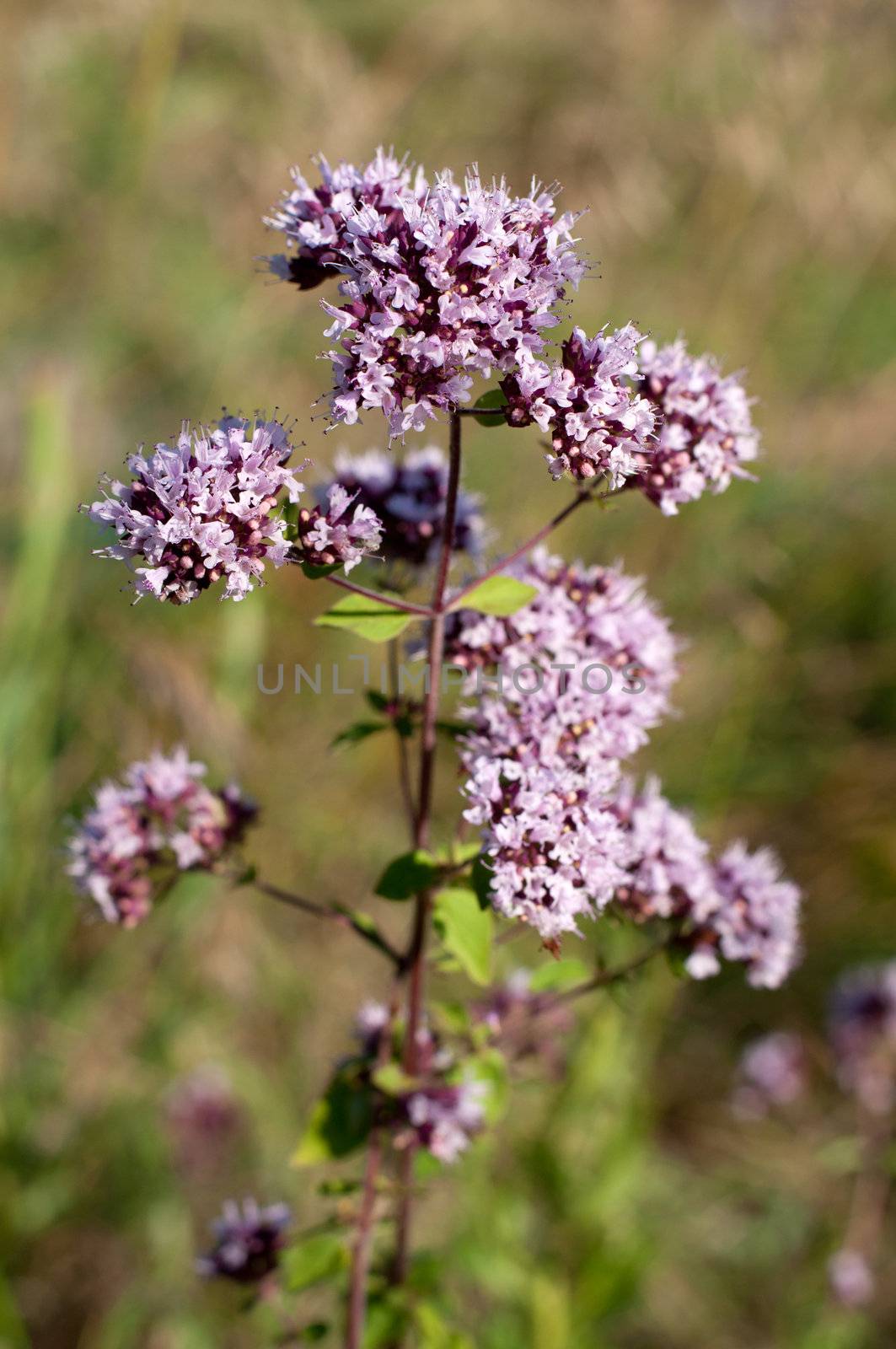 Oregano or marjoram - medicinal herb in the summer by olgavolodina