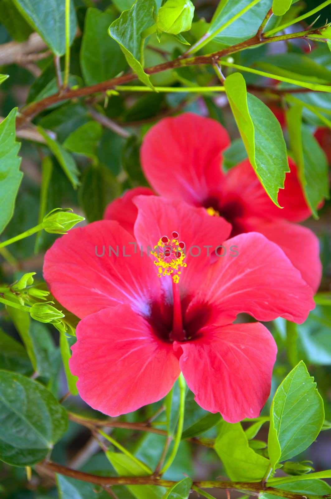 Large red hibiscus flowers by olgavolodina