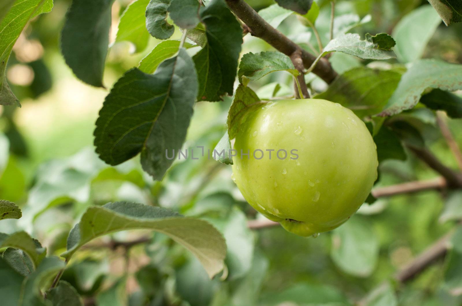 Green apple on branch by olgavolodina