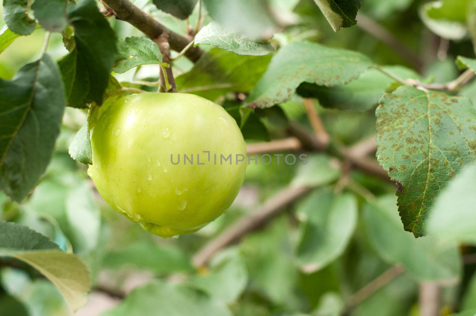 Green apple on branch