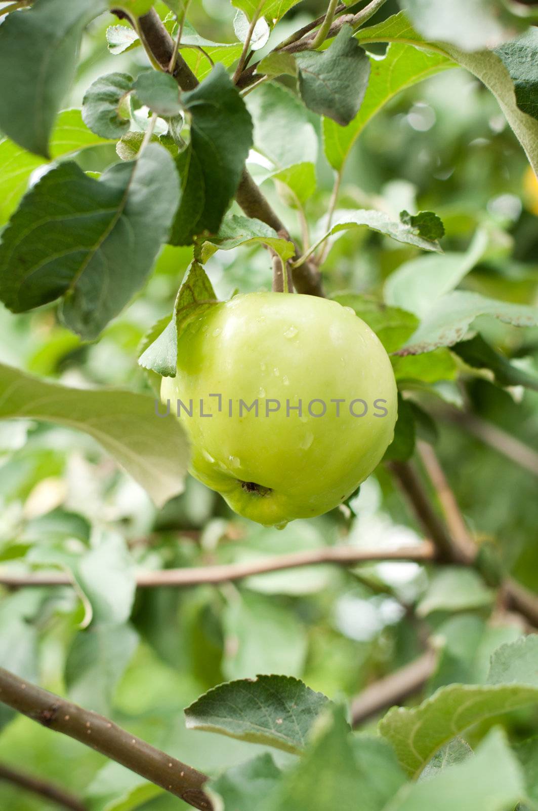 Green apple on branch by olgavolodina