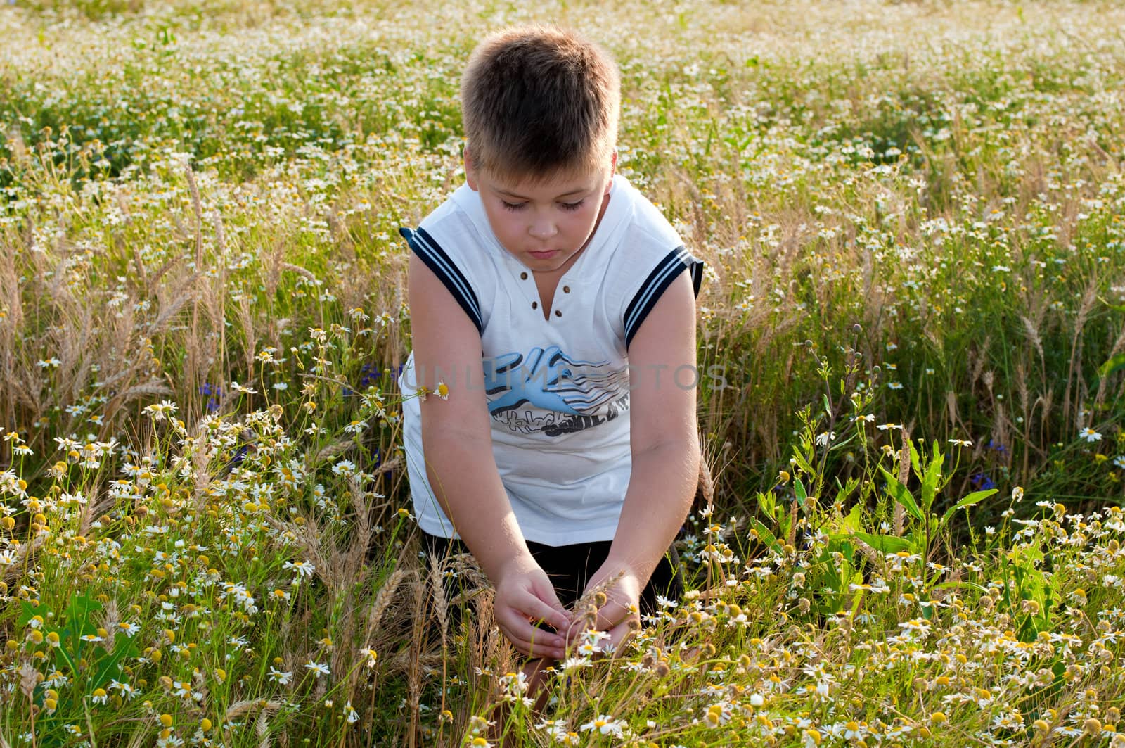 Boy on meadow with daisies by olgavolodina