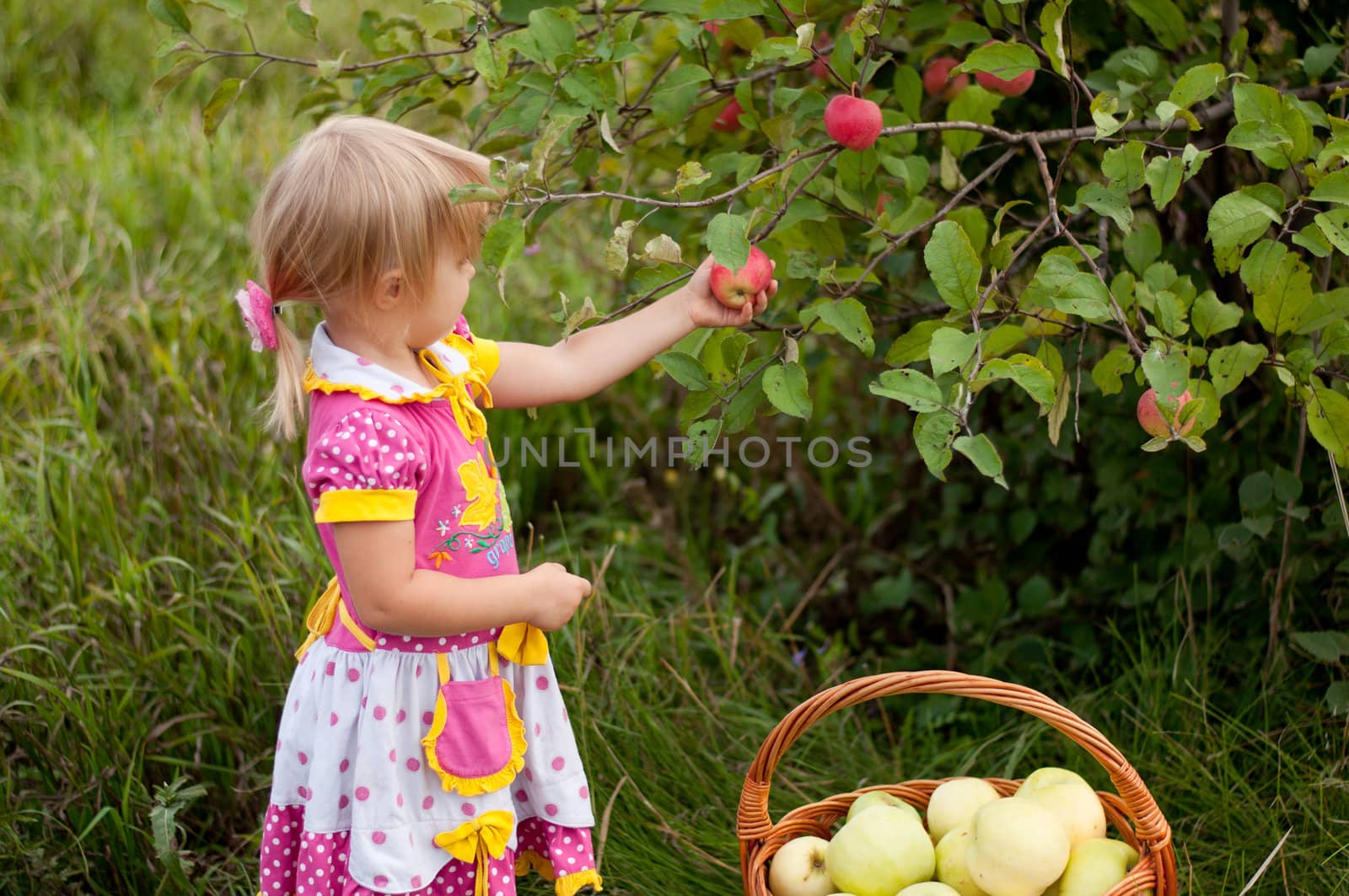 Little girl 2.5 years to pick apples