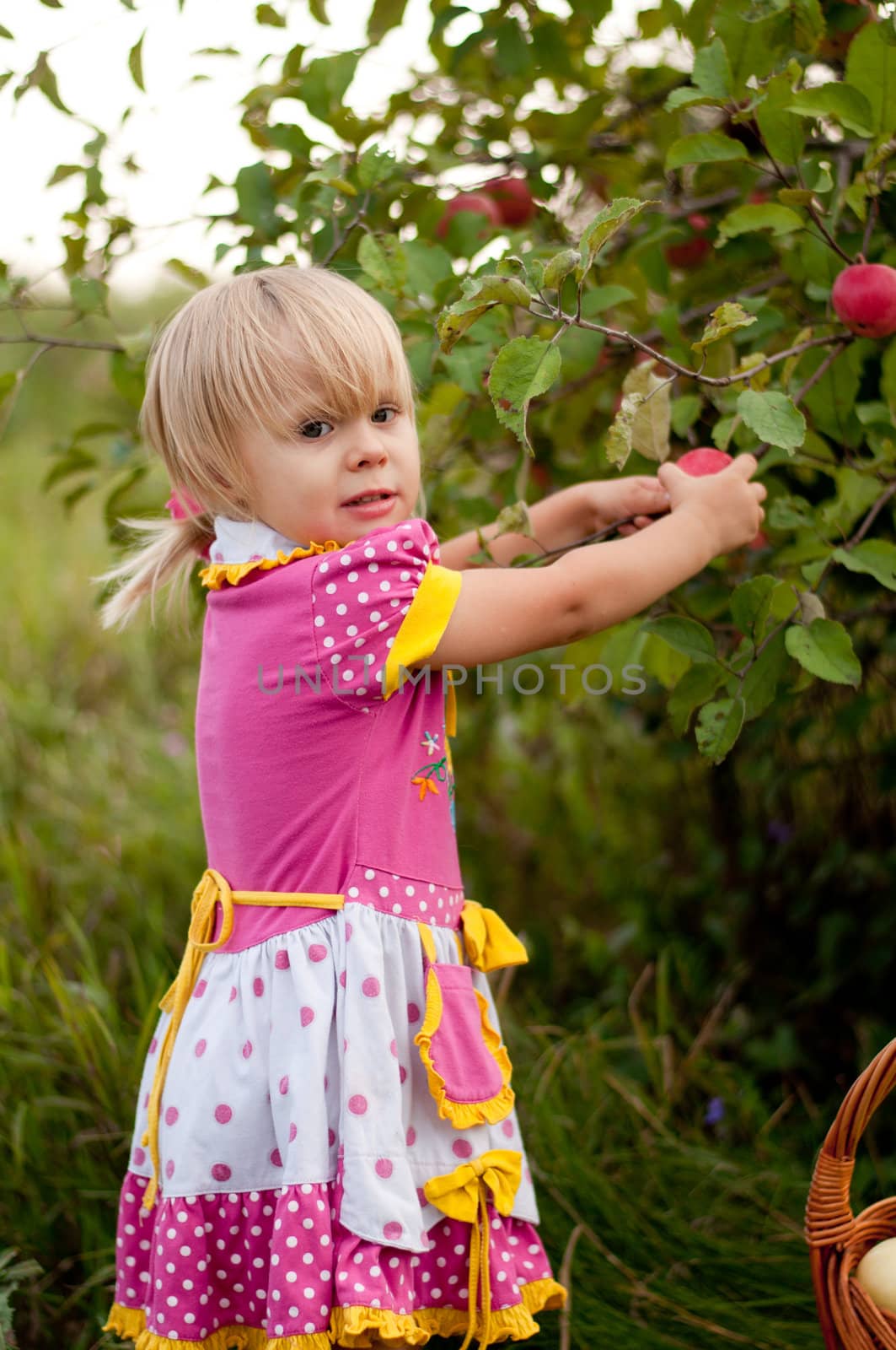 Little girl 2.5 years to pick apples by olgavolodina