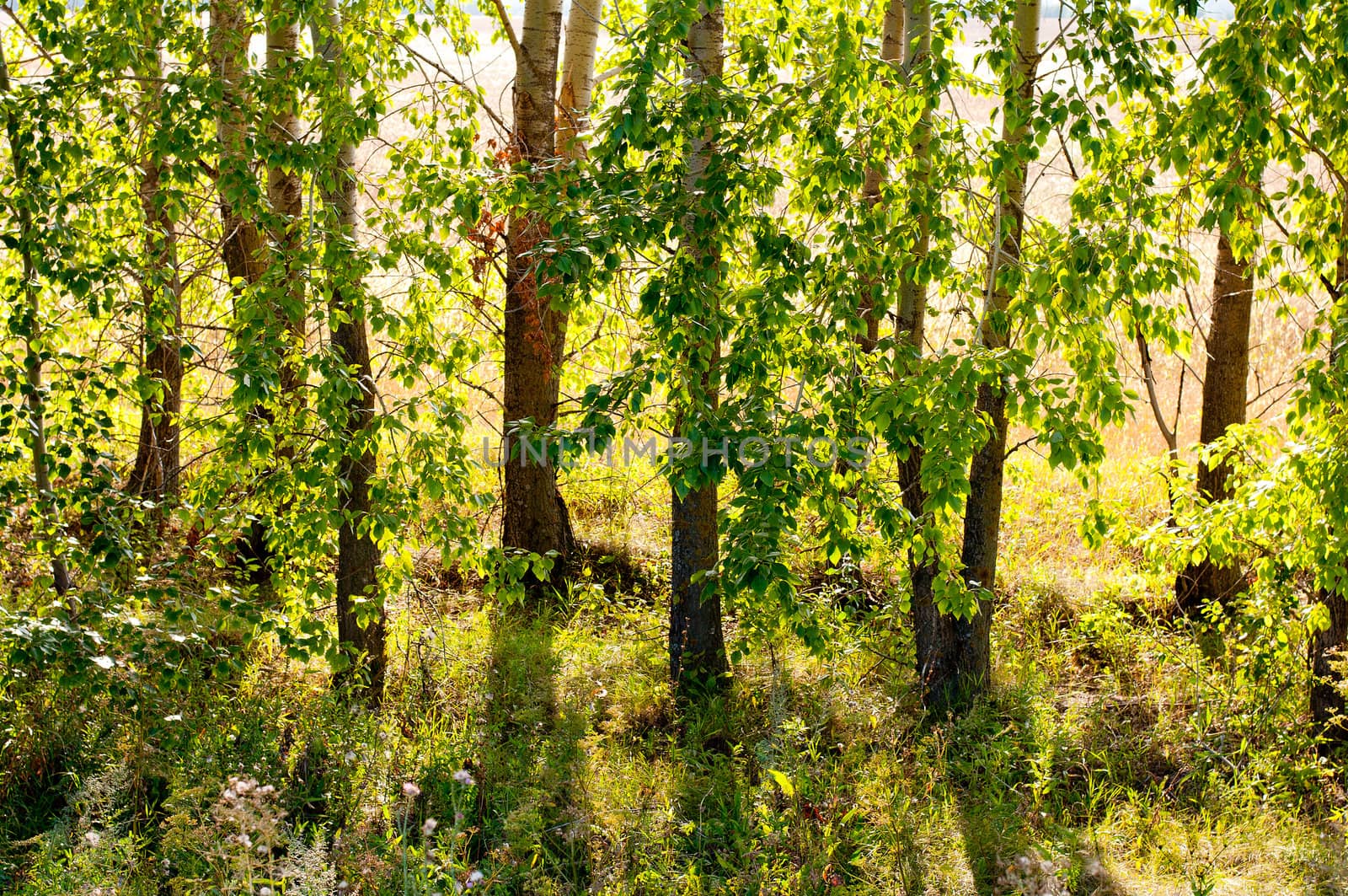 Edge of the forest in the early morning