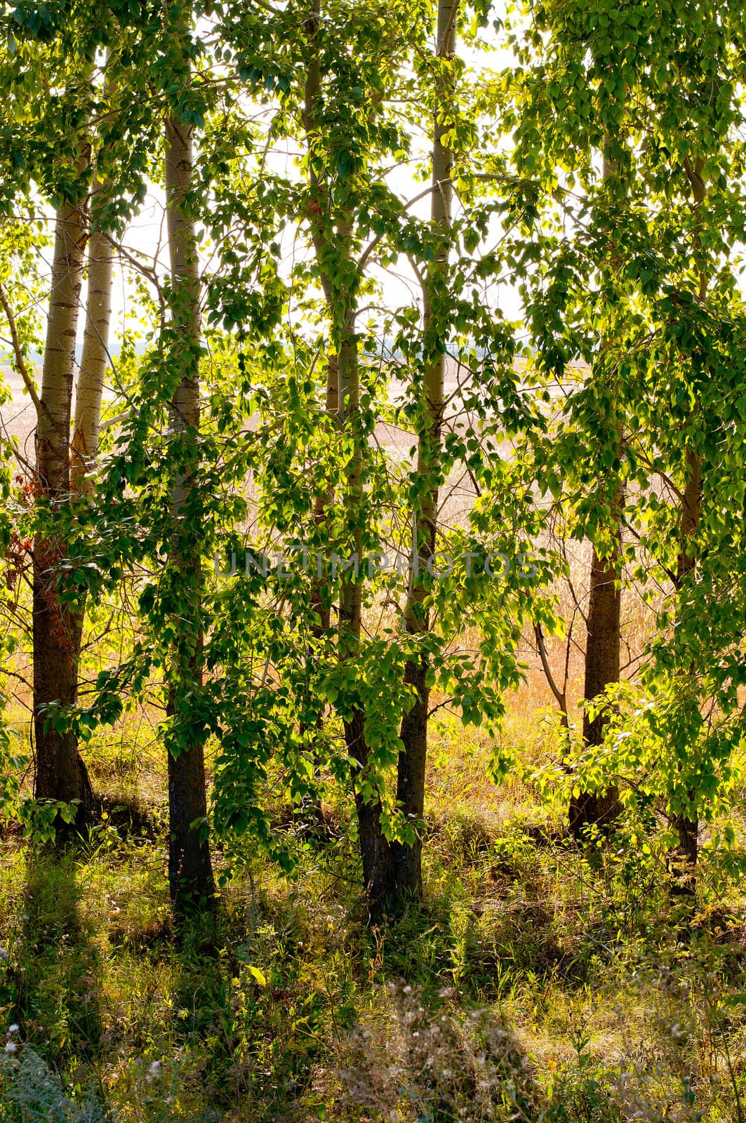 Edge of the forest in the early morning by olgavolodina