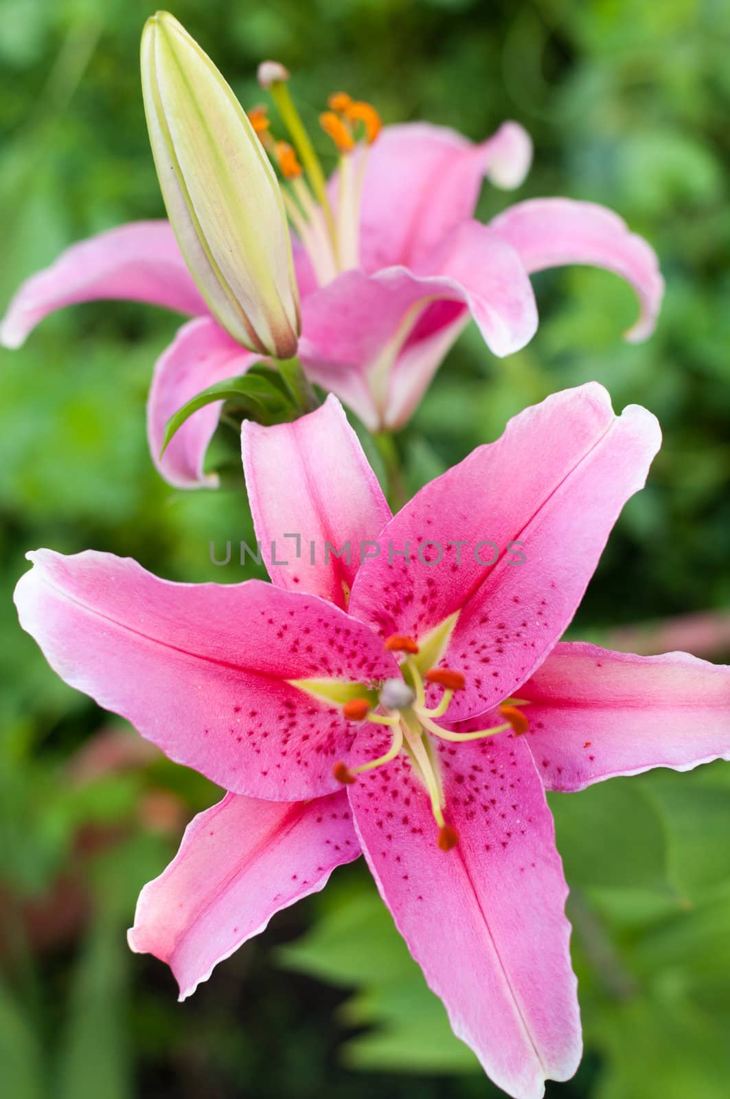 Pink Lily in the garden by olgavolodina