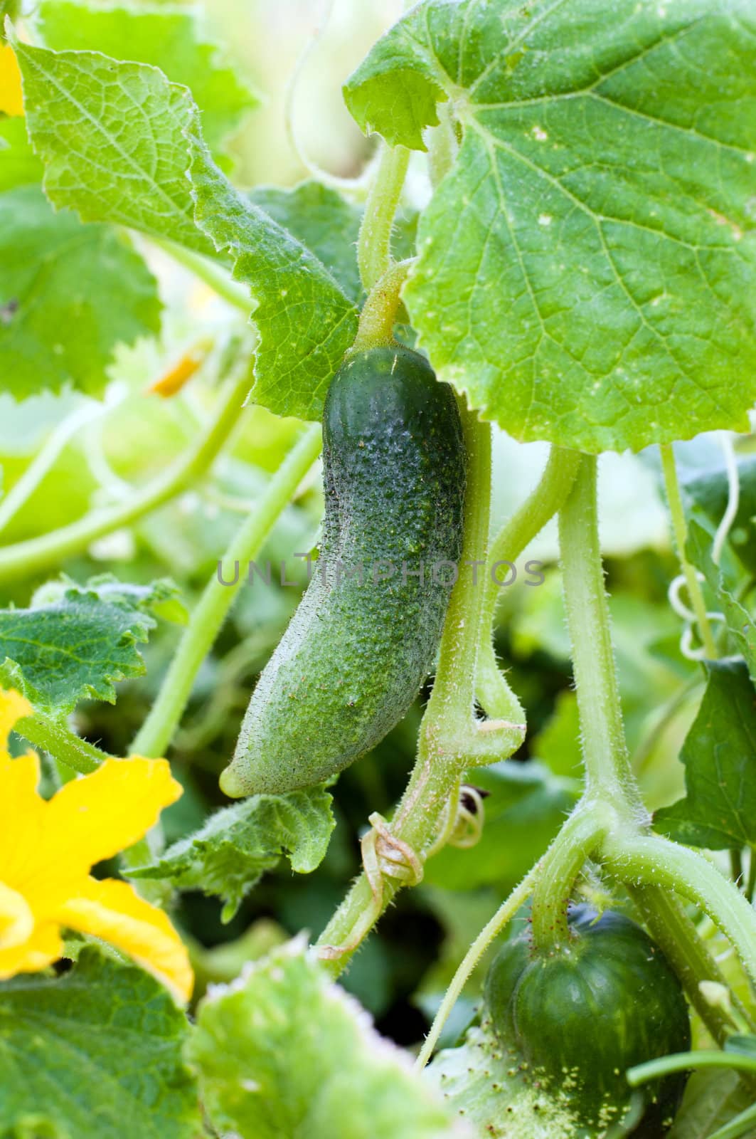 Fresh cucumber on a bed by olgavolodina