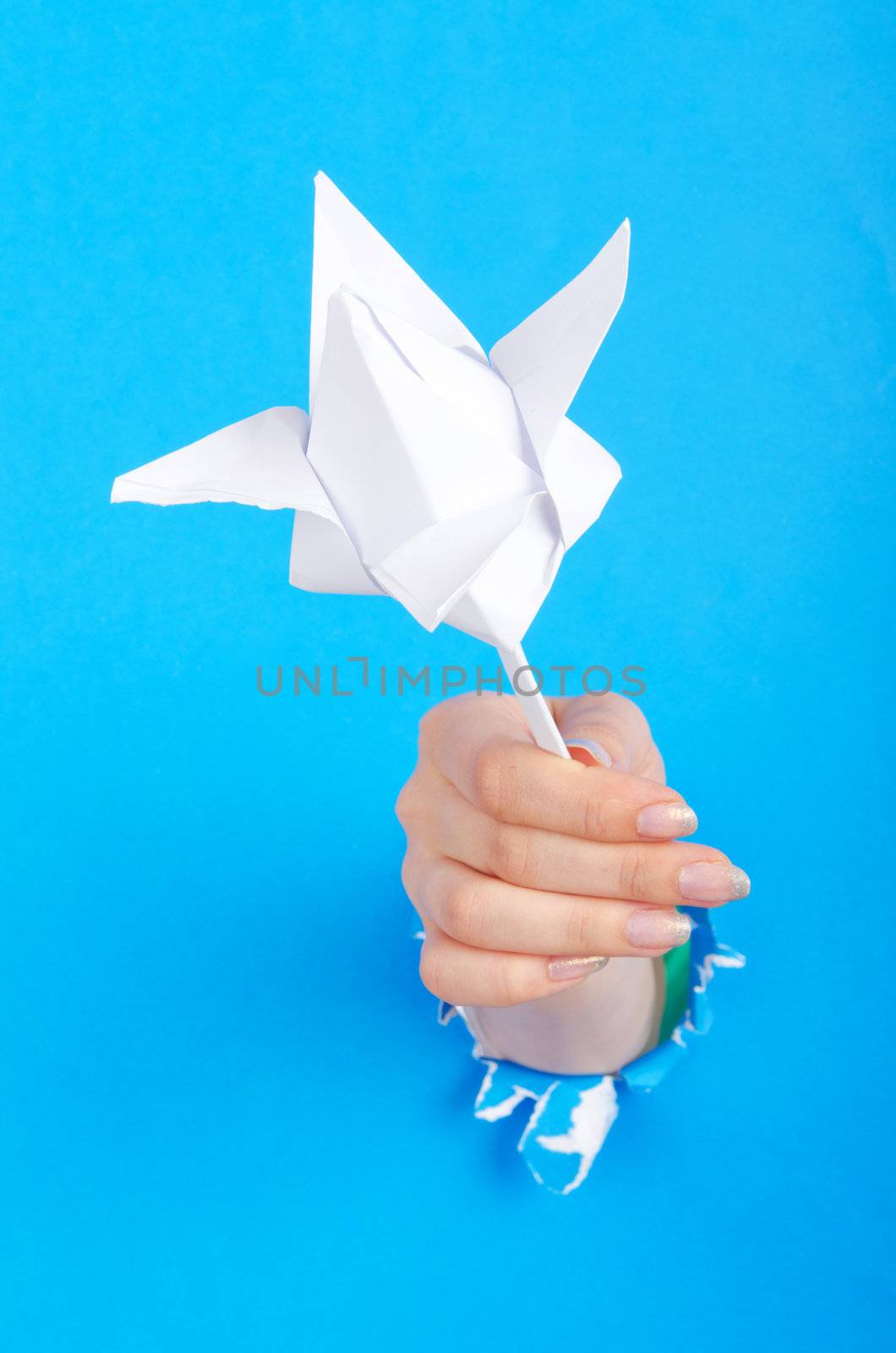 Paper flower in the hand by Elnur