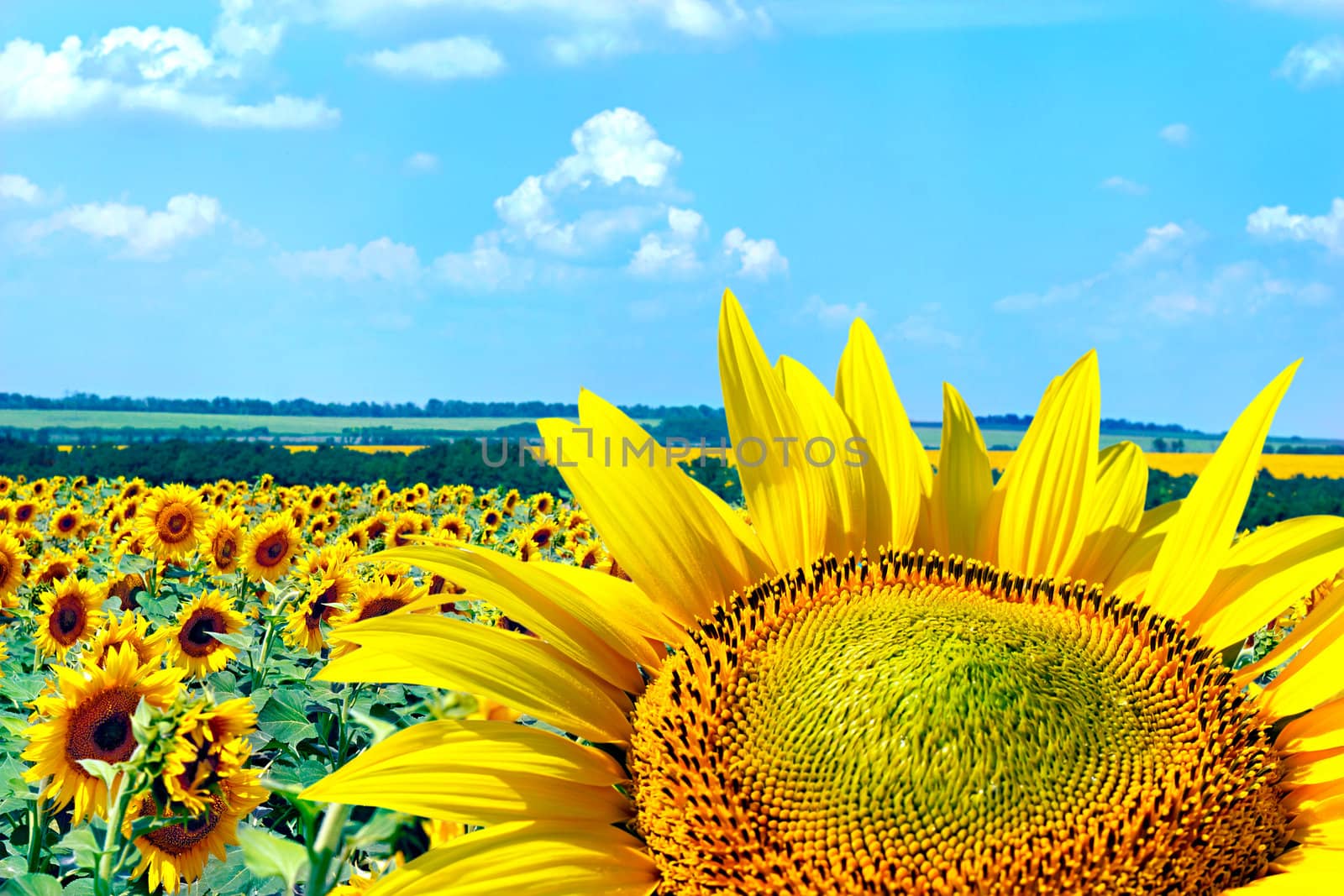 Image field with blooming sunflowers, summer landscape