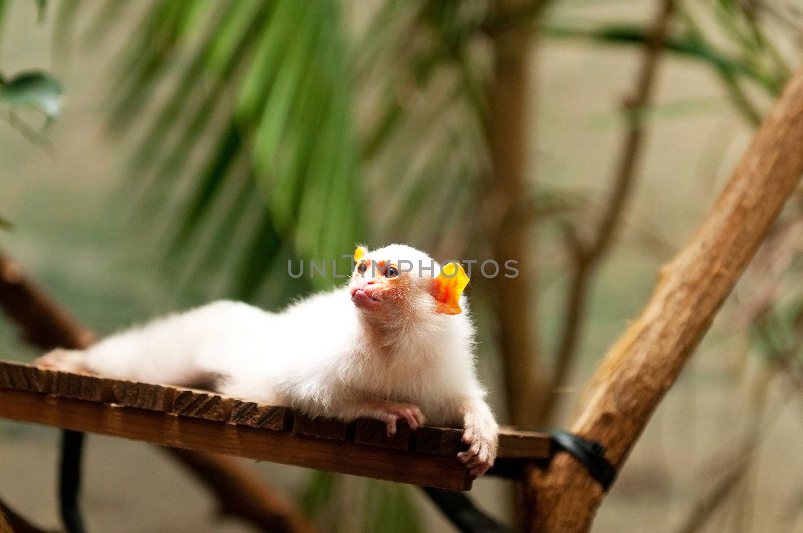 Monkey sitting on the branch