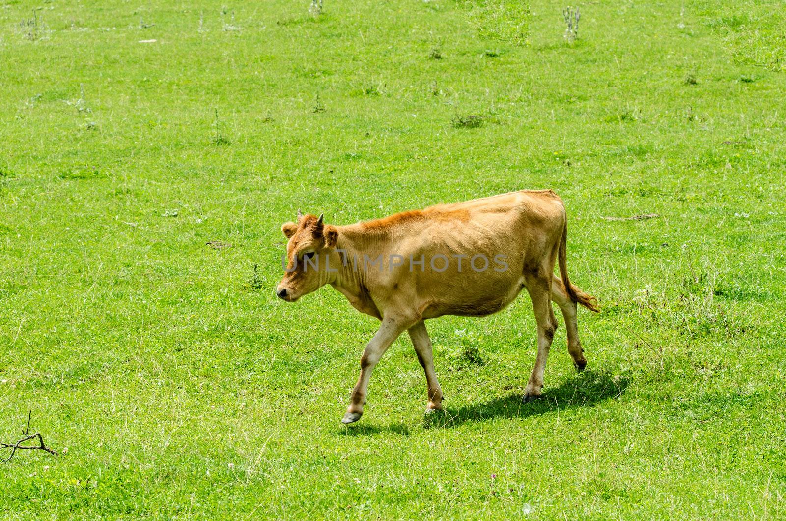 Cows grazing on the green field