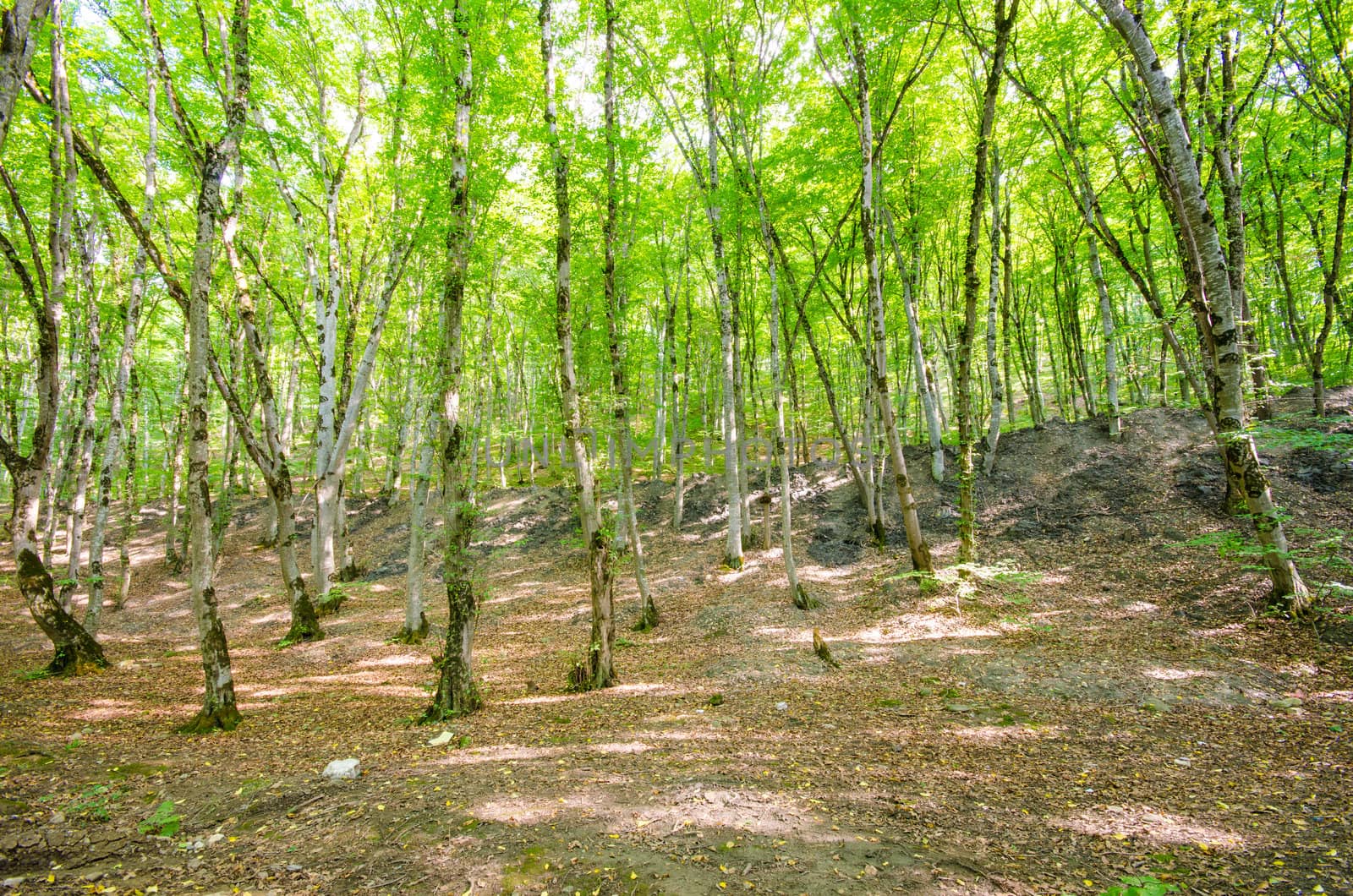 Green forest in bright summer day