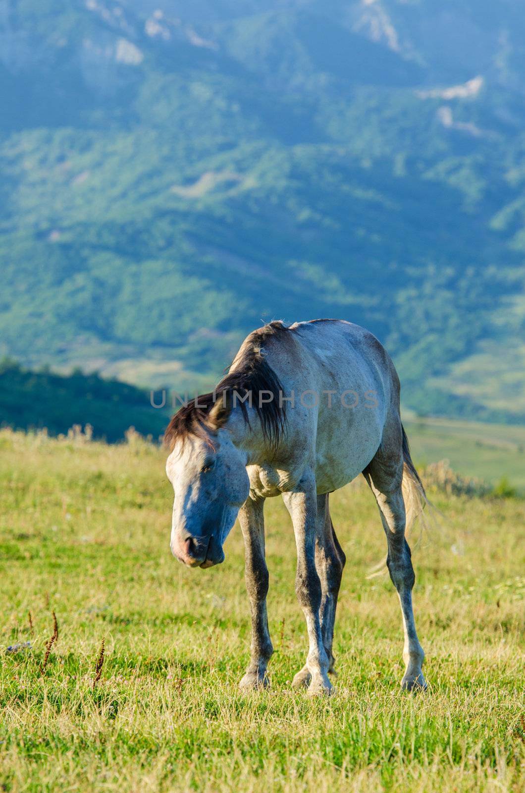 Lonely horse at the meadow