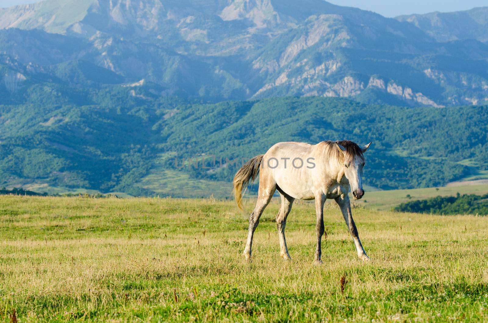 Lonely horse at the meadow by Elnur