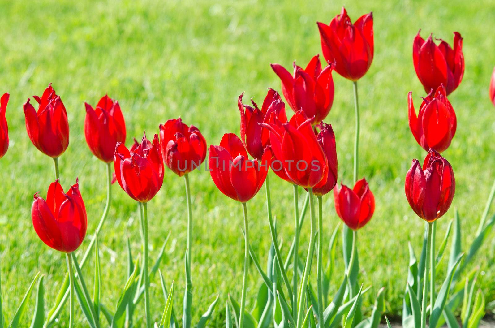 Garden with tulip flowers in summer by Elnur