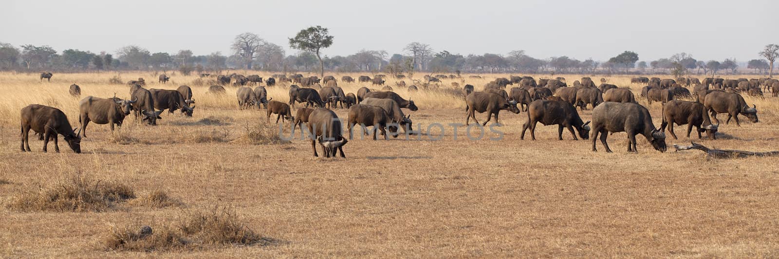 Wild African Buffalo by kjorgen