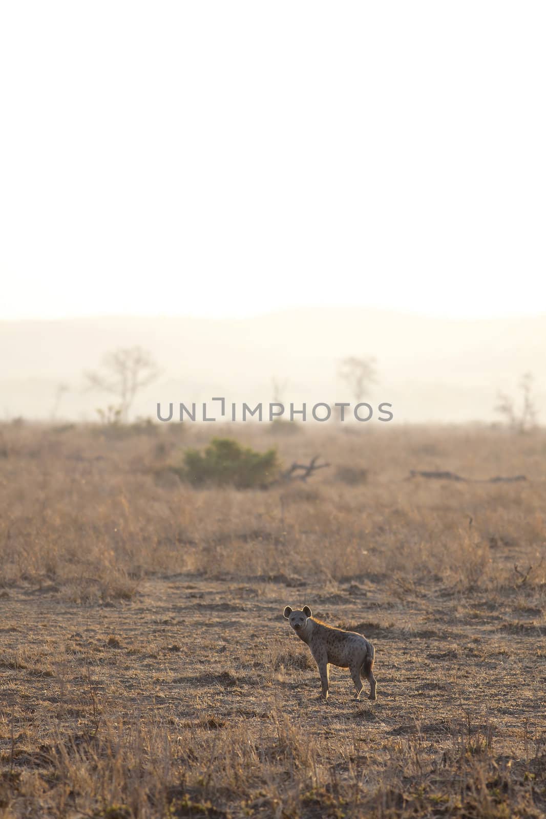 Hyena in sunrise by kjorgen