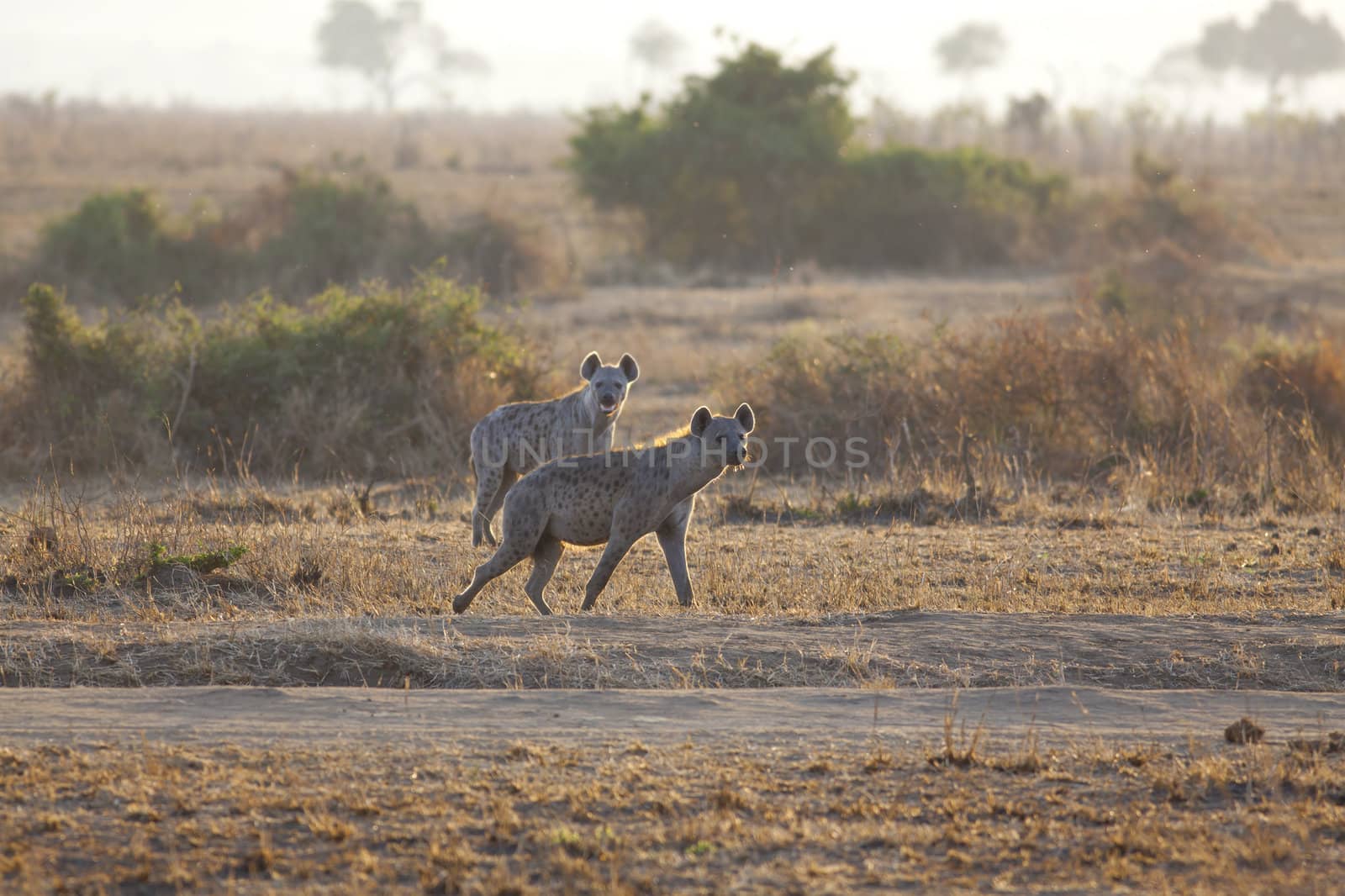 Hyena in sunrise by kjorgen