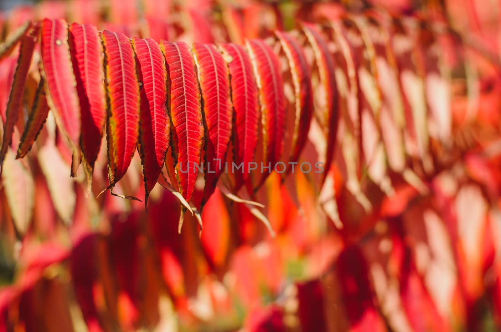 Autumn background with red leaf, selective focus