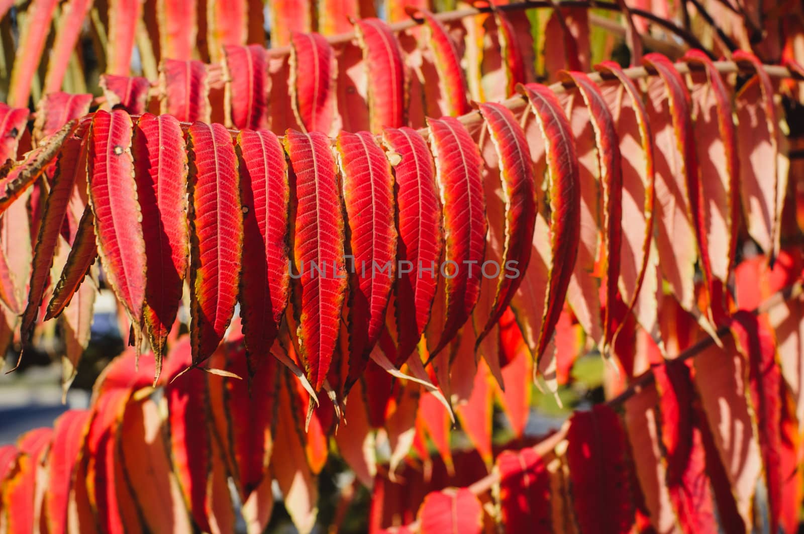 Autumn background with red leaf, selective focus