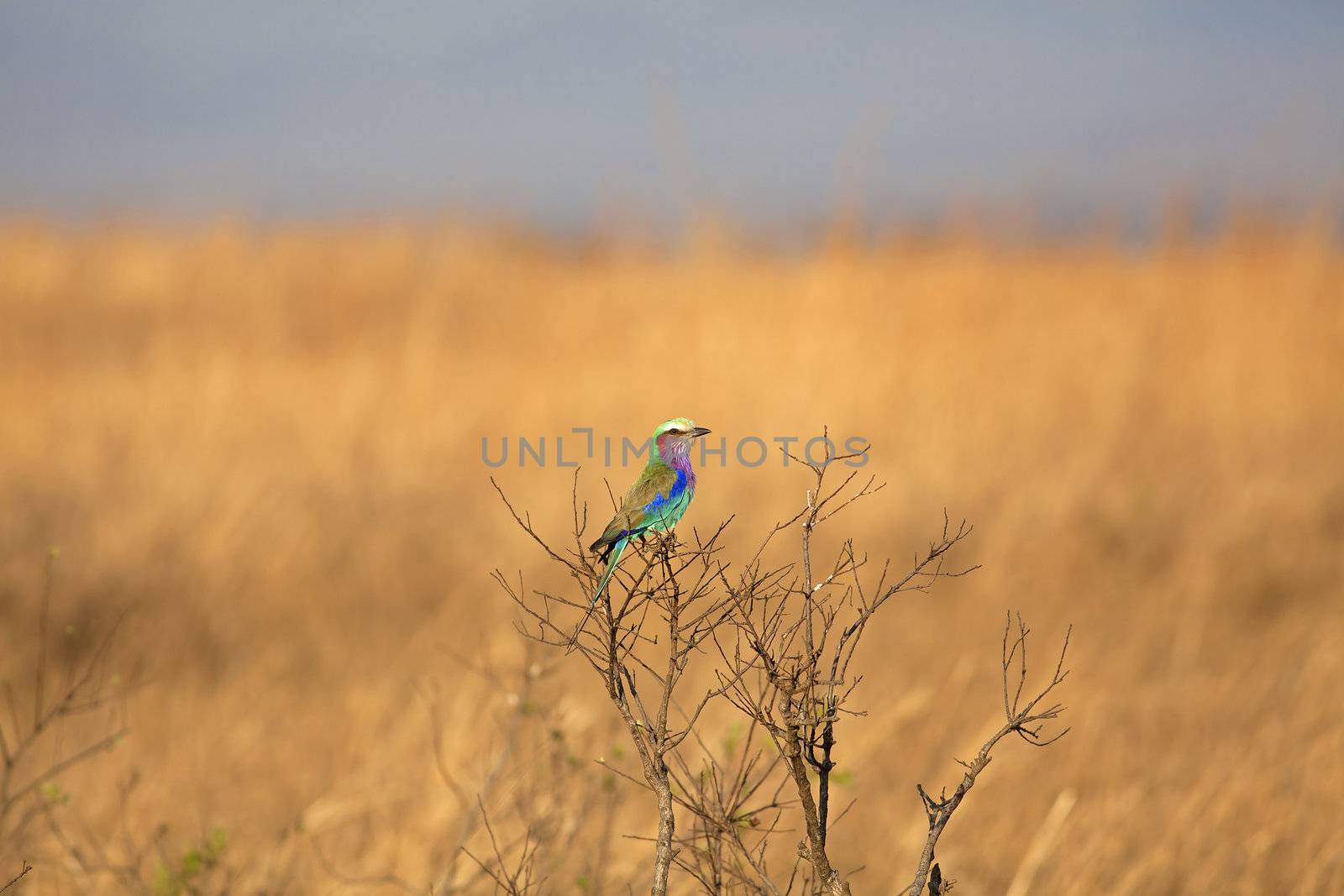 Lilac-breasted roller sitting on a branch in tha African savannah