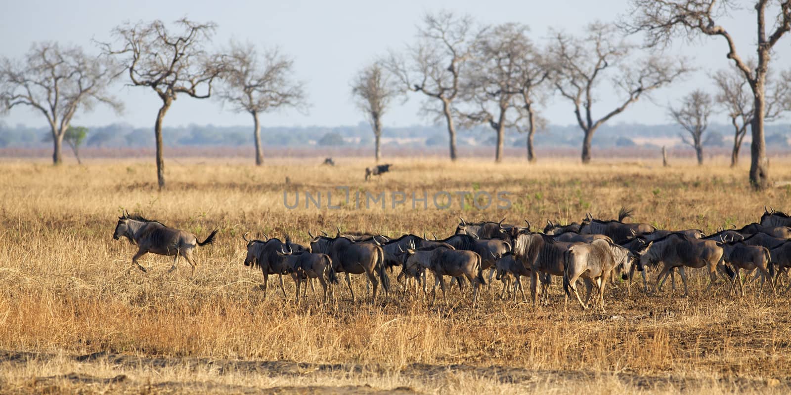 Wildebeest standing in the savannah in Mikumi, Tanzania