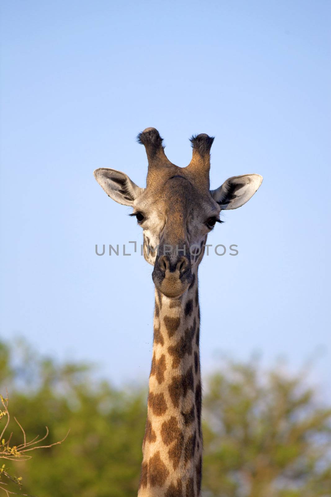 Wild Giraffe in the savannah in Mikumi, Tanzania