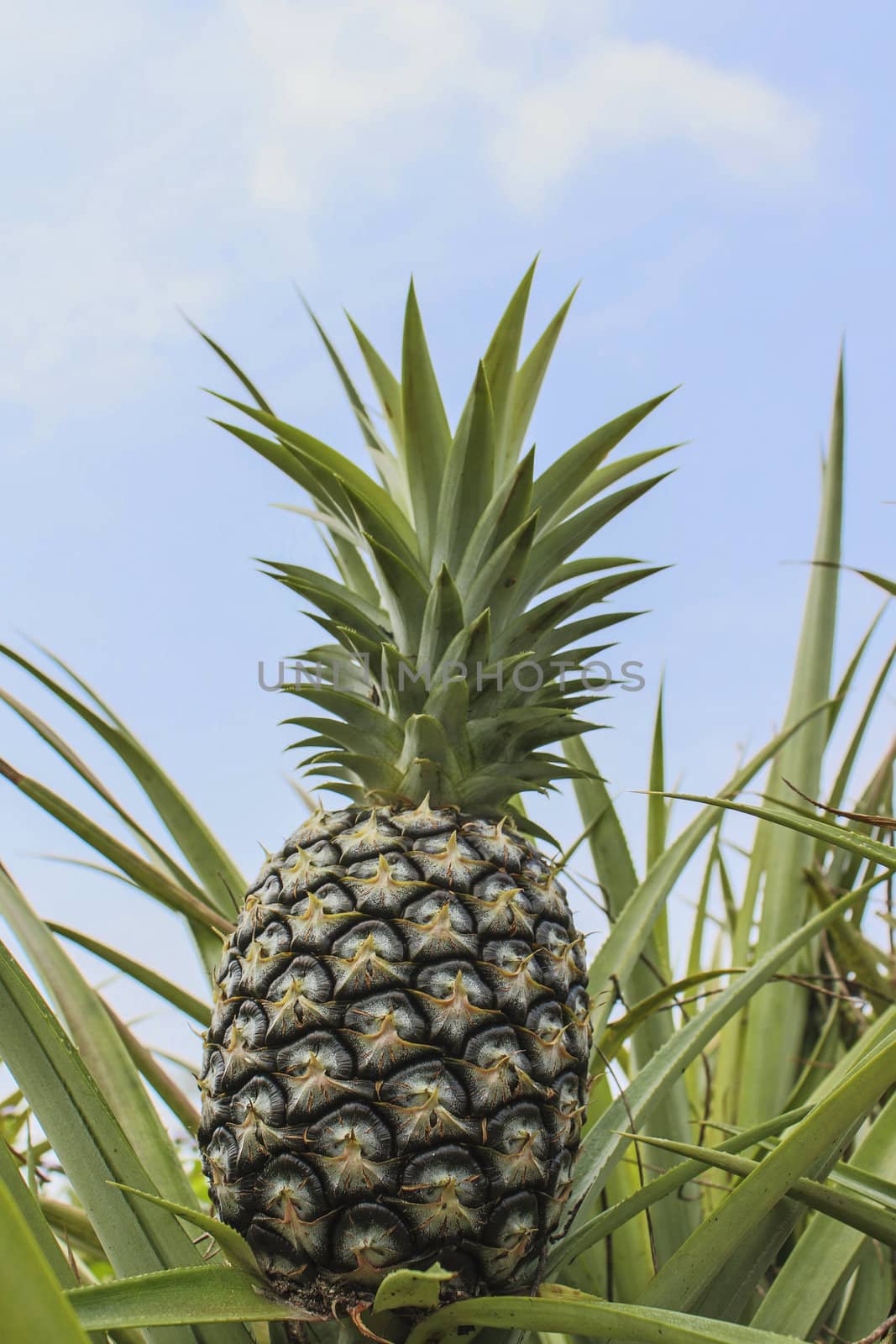 Green Pineapple plantation in summer day