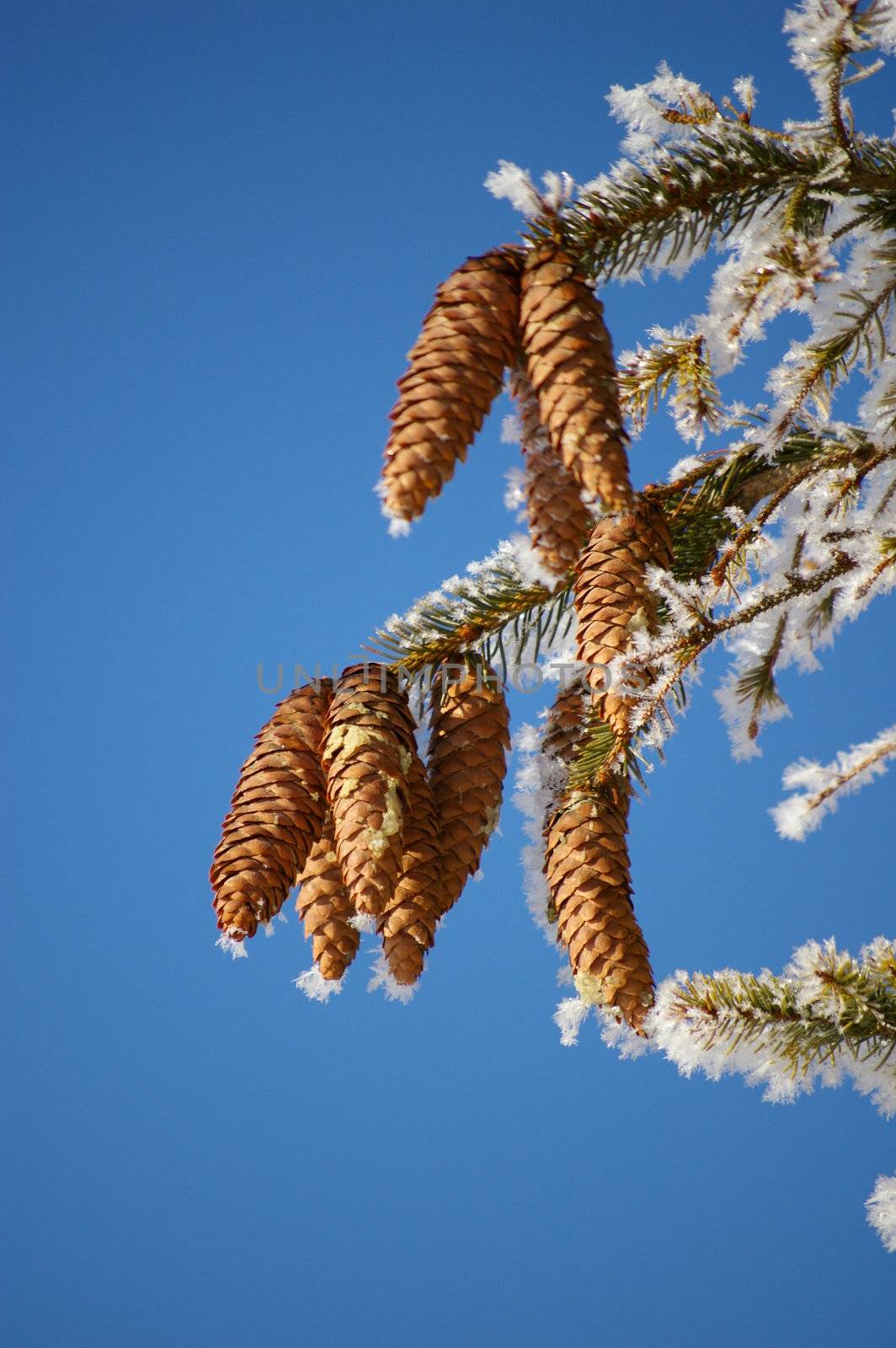 a fir cone on a branche in winter