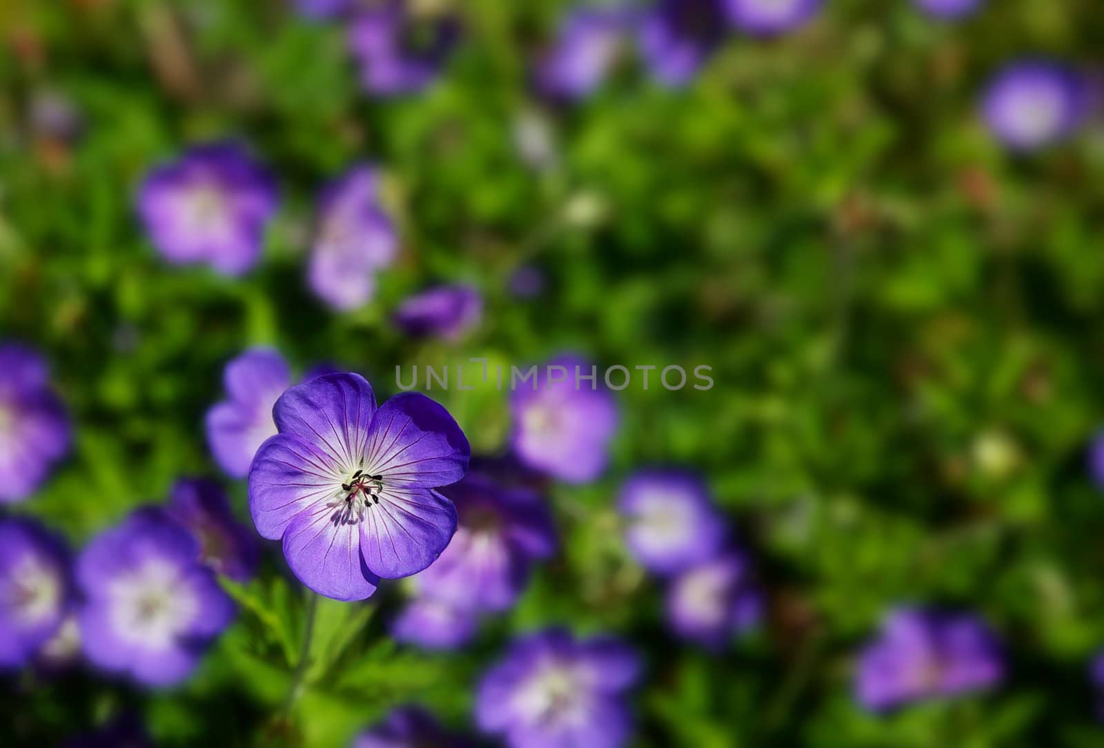 Field of Purple Wild Geraniums by bobkeenan