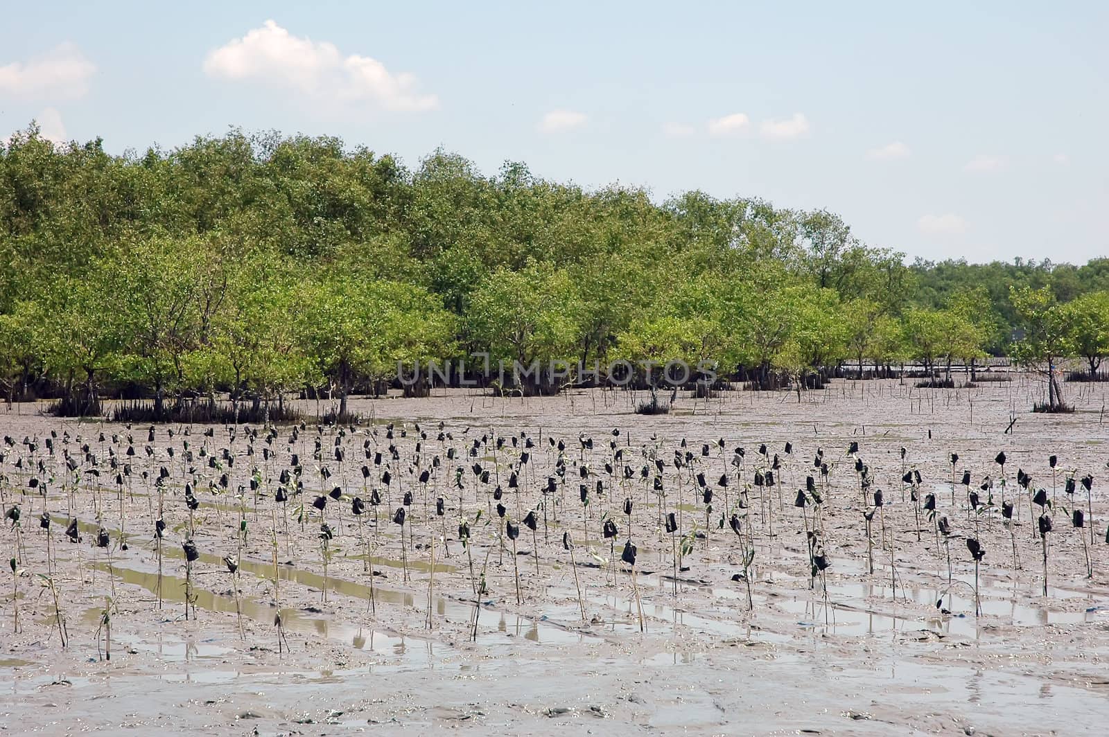 Mangrove forest by phanlop88