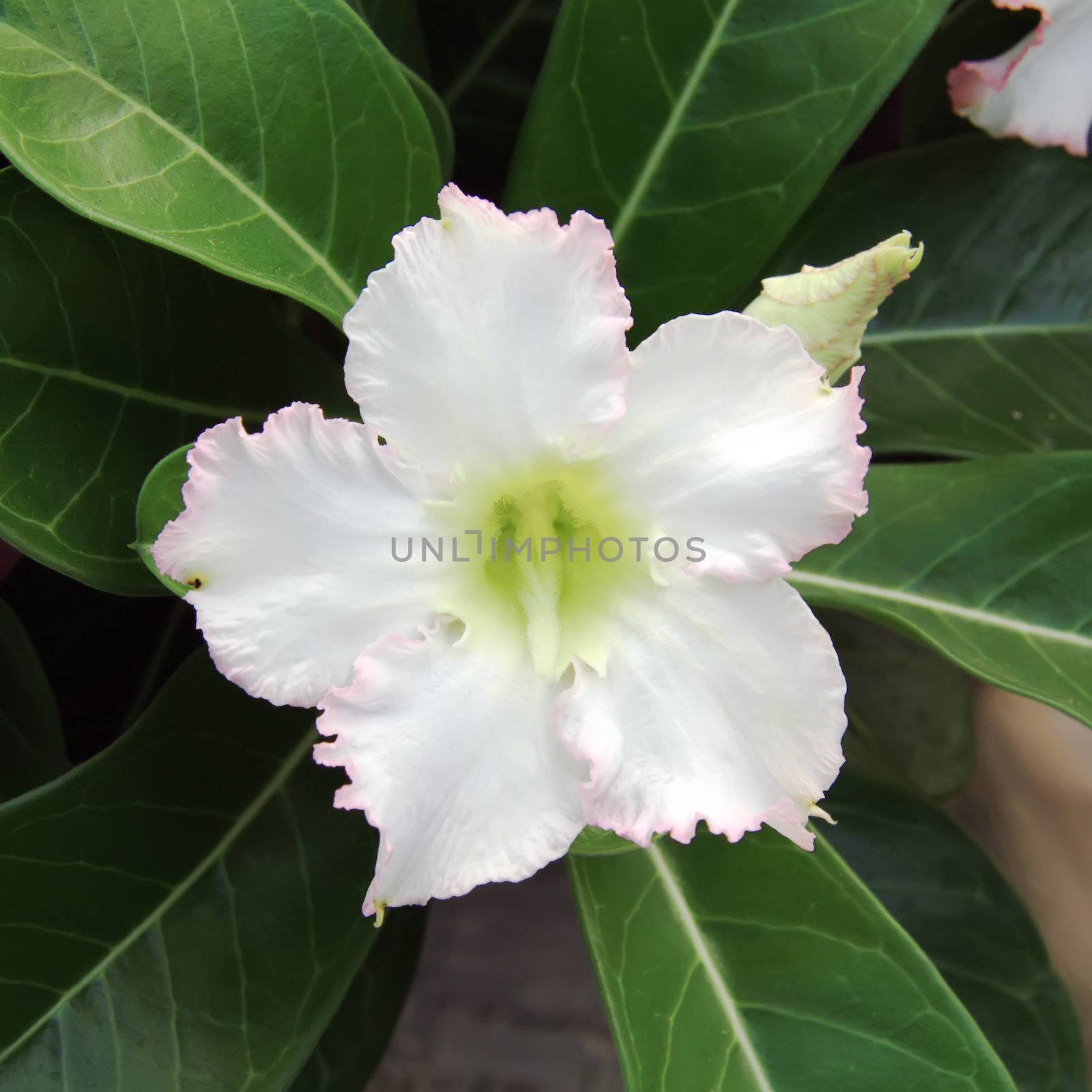 Desert Rose Flowers