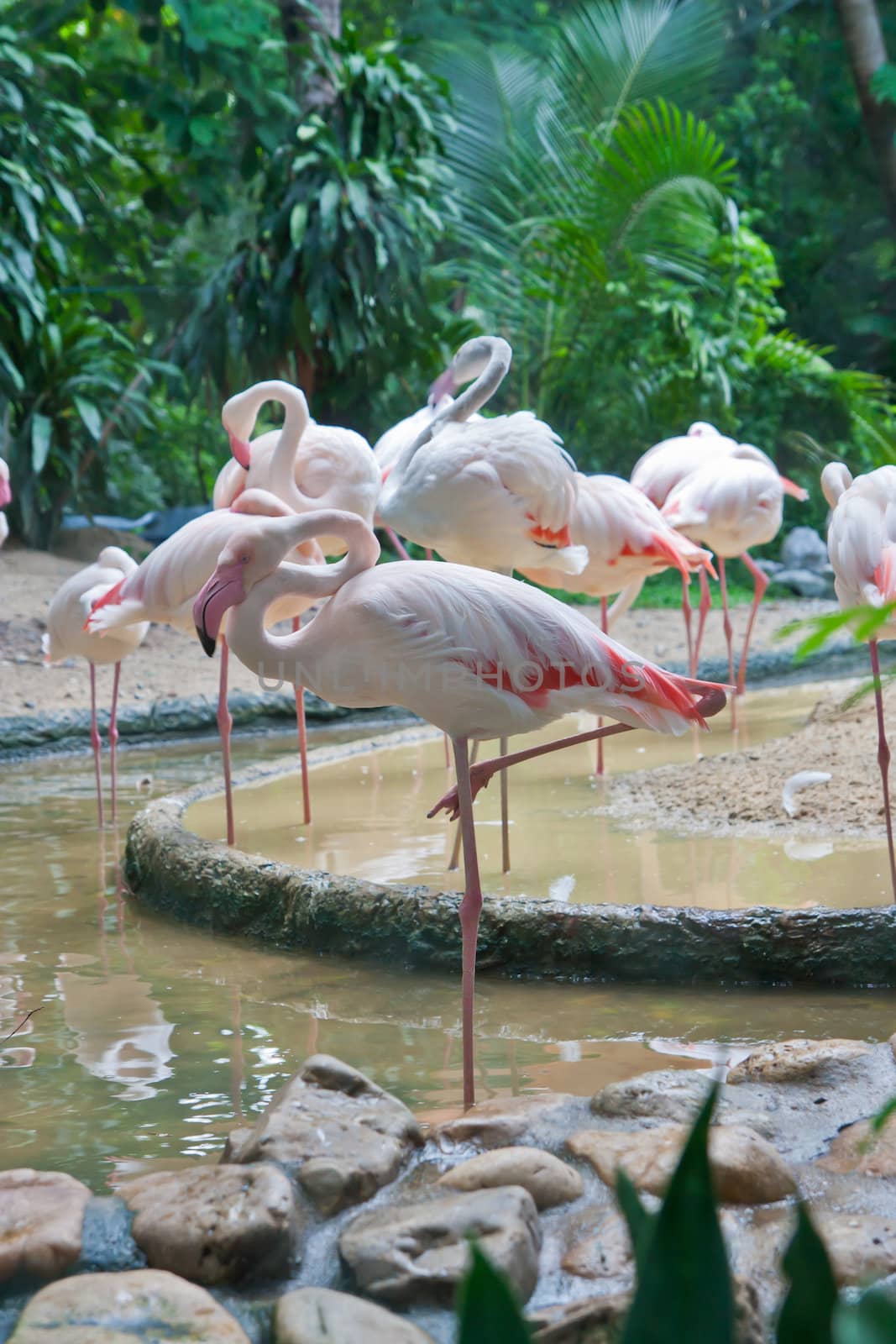 Flamingos in thailand