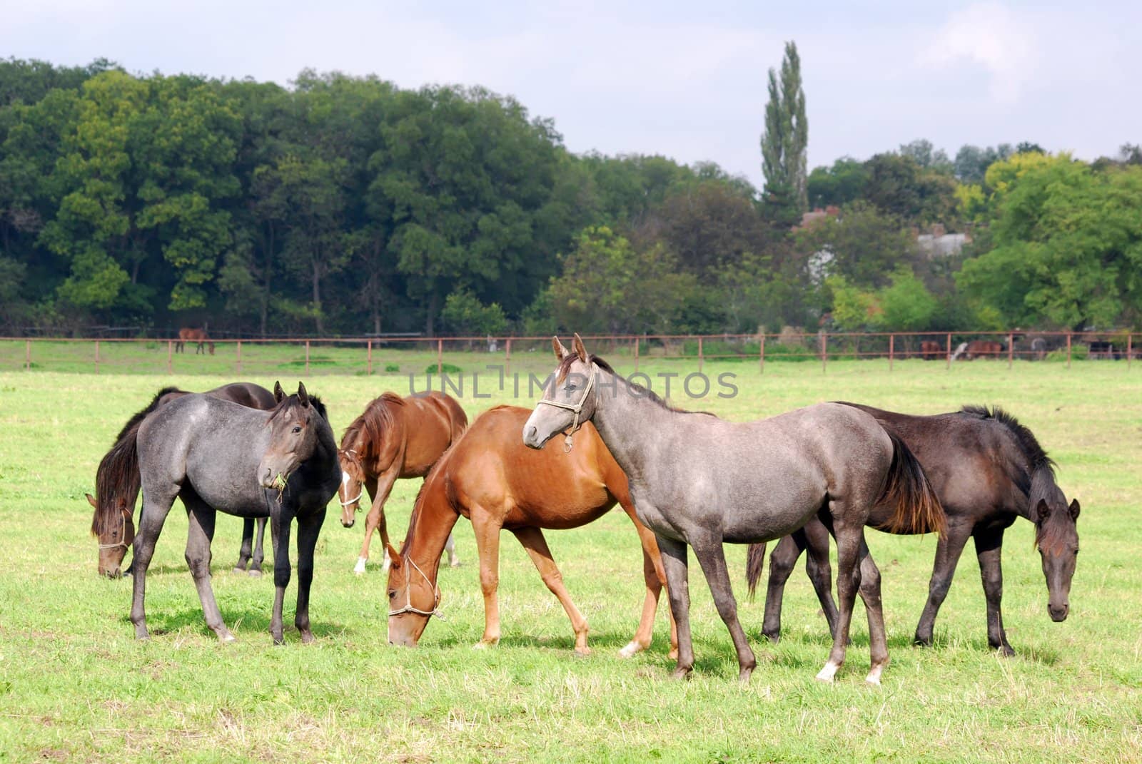 herd of horses in pasture