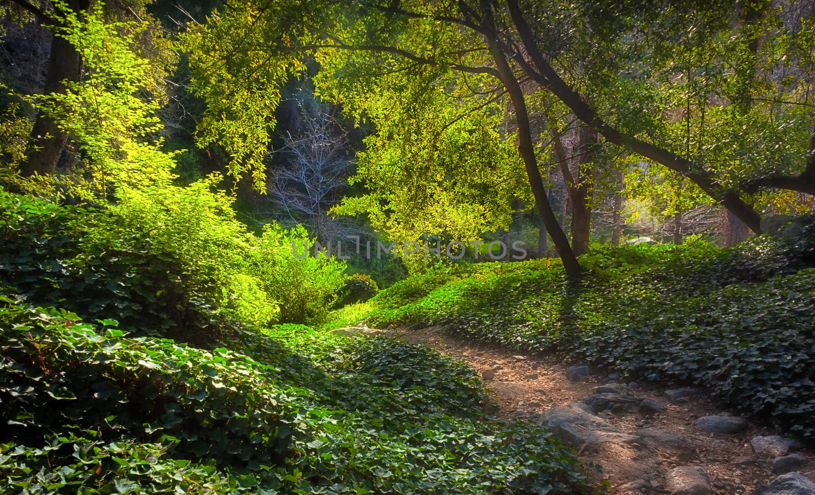 Sunlit Path at Chantry Flats in Early Morning by wolterk
