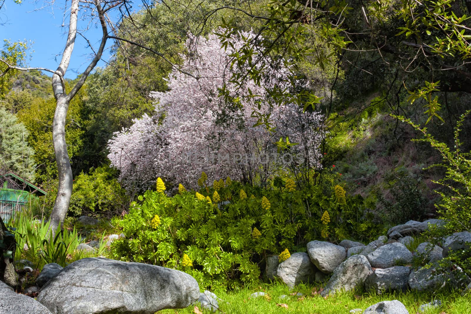 Blooming Tree in Early Spring at Chantry Flats by wolterk