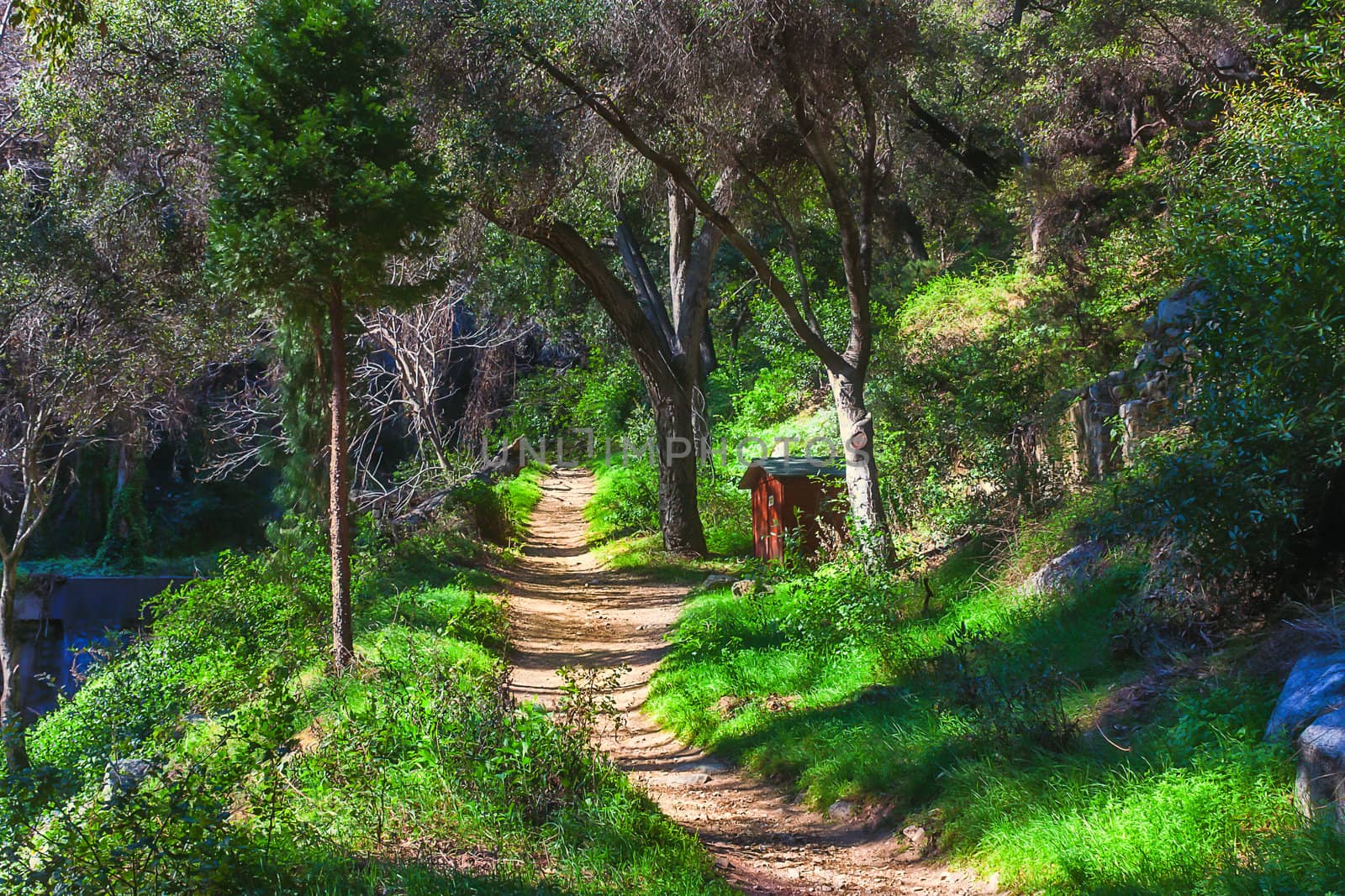 Secluded Trail at Chantry Flats by wolterk