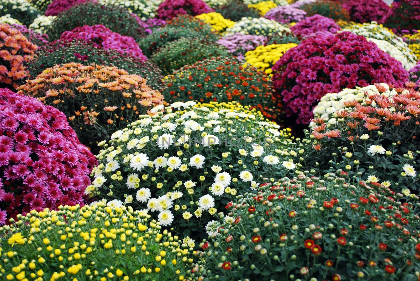 colorful flower